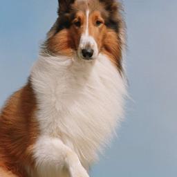 PCPartPicker profile picture for @Lassie